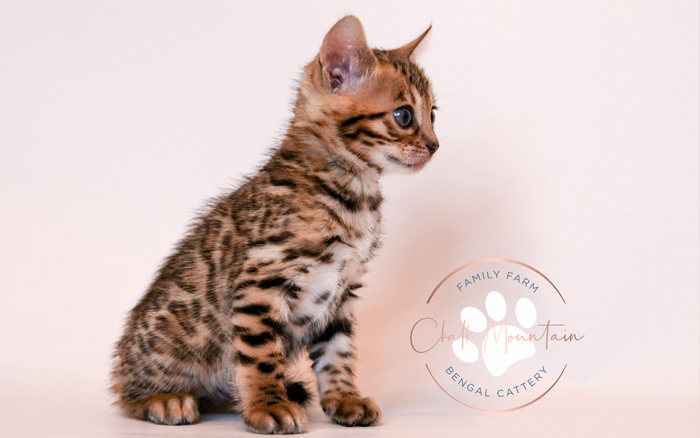 Bengal kitten for sale